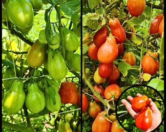 20 'Roma VF Virginia Select' Tomato Seeds | Early, Determinate Paste Tomato for Canning, Sauce | Septoria Resistant | Southern Adapted Seeds