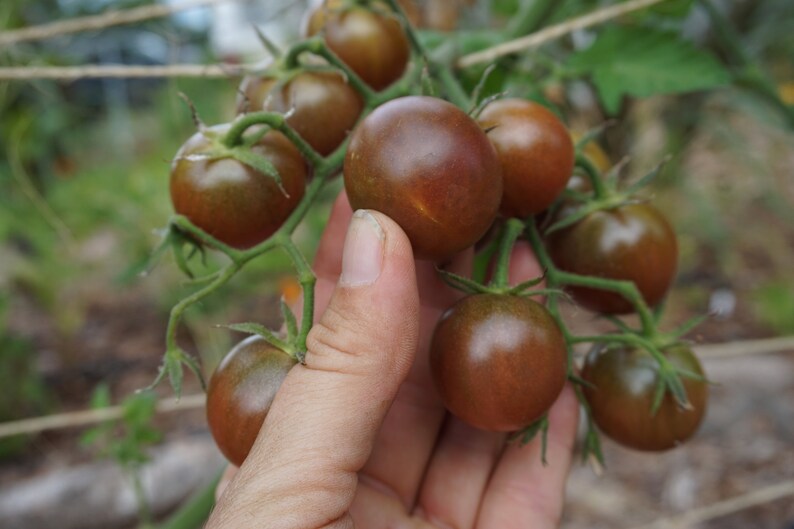Pu&ograve; includere: Una mano che tiene un grappolo di piccoli pomodori marroni scuri. I pomodori sono ancora attaccati alla vite e hanno steli verdi.