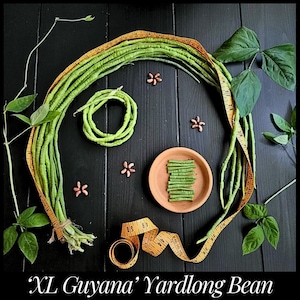 15 'Extra Long Yard Long' Bean Seeds, Asparagus Bean, Guyana Long Bean Seeds, Vigna unguiculata sesquipedalis, Seed The Stars, Yardlong bean