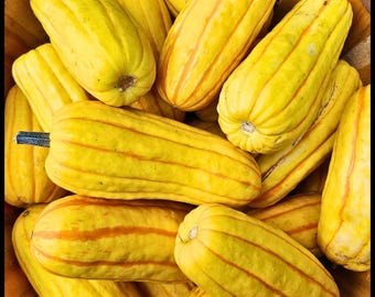 20 Delicata Squash Seeds – Rare Sweet Heirloom Winter Squash with Tender Edible Skin, Organic, Non-GMO, Open-Pollinated Cucurbita Pepo