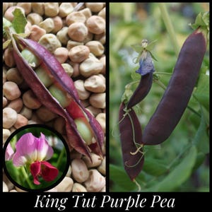 15 &#39;King Tut Purple Pea &#39;Seeds, Purple Snow Pea Seeds, Purple Podded Soup Pea, Heirloom Pea Seeds Purple Flower Florida Seeds Seed The Stars