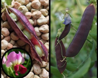 15 &#39;King Tut Purple Pea &#39;Seeds, Purple Snow Pea Seeds, Purple Podded Soup Pea, Heirloom Pea Seeds Purple Flower Florida Seeds Seed The Stars