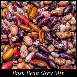 30 'Bush Bean Grex' Seeds, Diverse Common Dry Bean Mix Phaseolus vulgaris Mix Seed The Stars, Florida Seeds Permaculture Seeds Organic Seeds