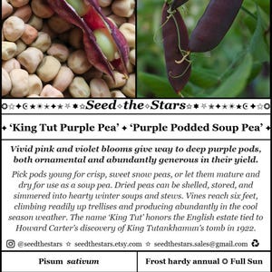 15 'King Tut Purple Pea 'Seeds, Purple Snow Pea Seeds, Purple Podded Soup Pea, Heirloom Pea Seeds Purple Flower Florida Seeds Seed The Stars imagem 10
