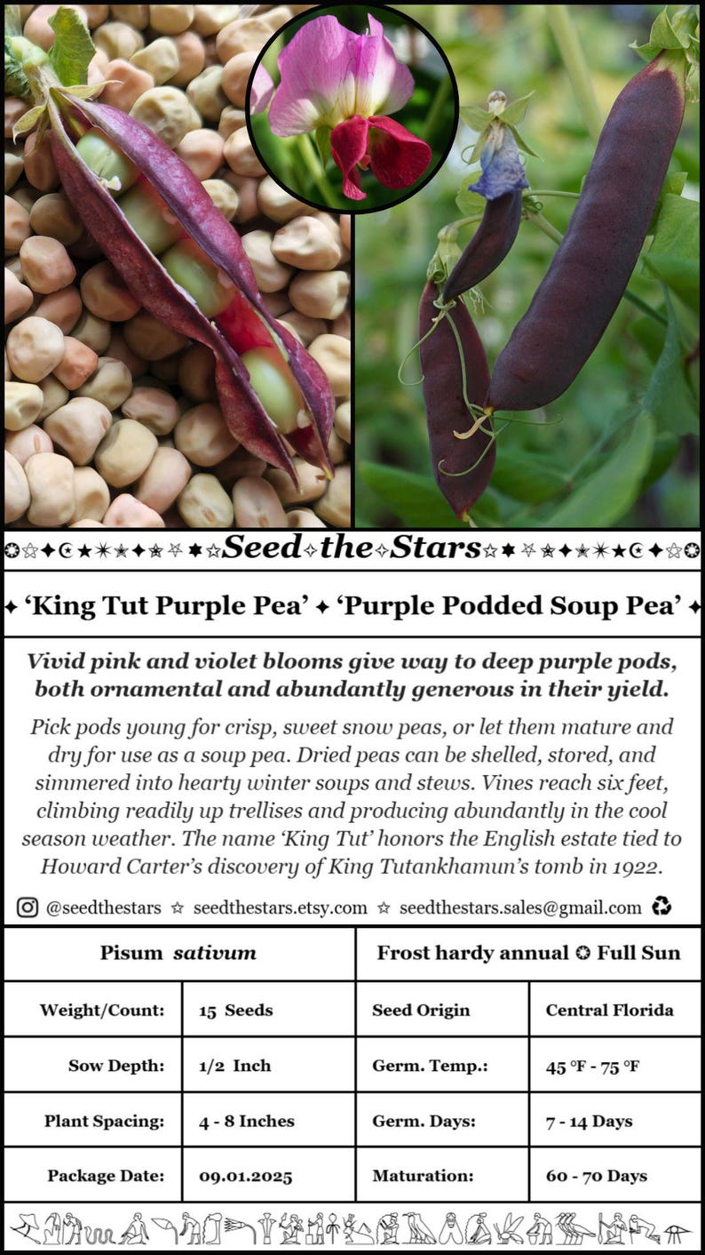 15 'King Tut Purple Pea 'Seeds, Purple Snow Pea Seeds, Purple Podded Soup Pea, Heirloom Pea Seeds Purple Flower Florida Seeds Seed The Stars imagem 10