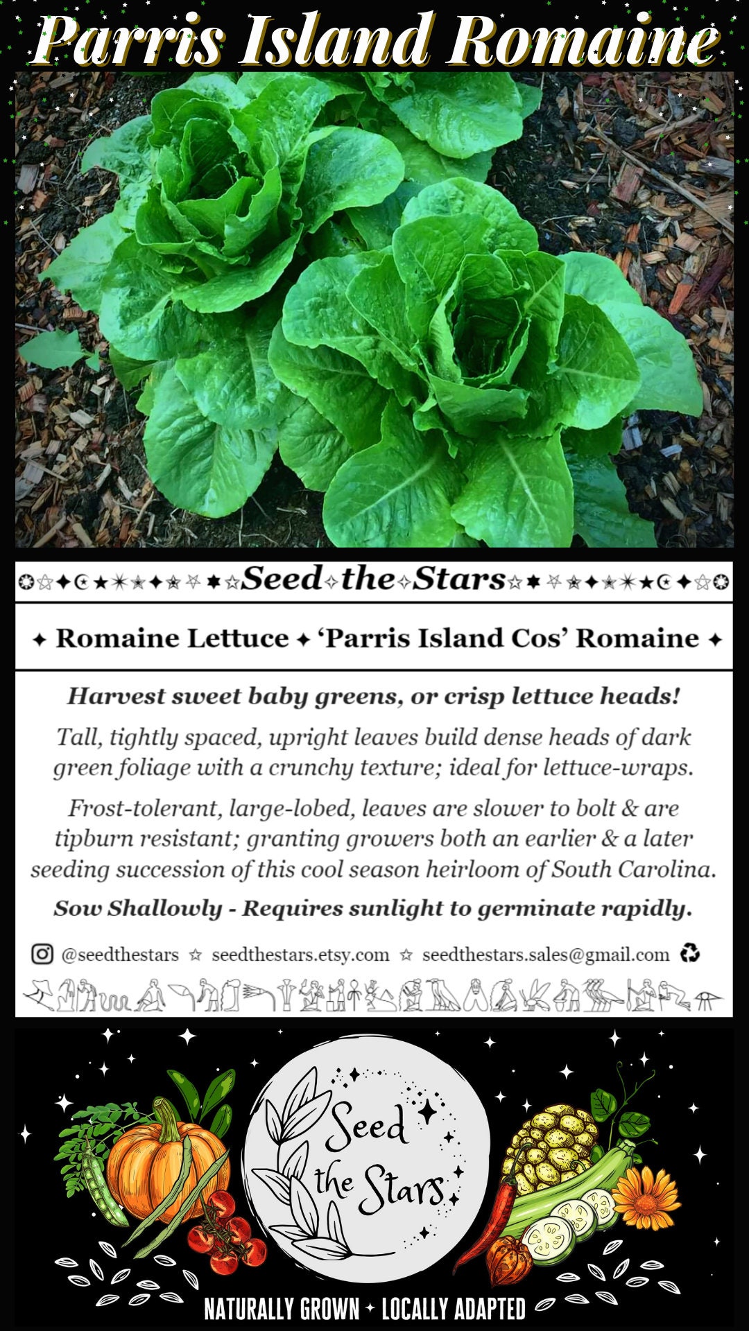 25 Parris Island Cos Romaine Lettuce Seeds Frost Tolerant Etsy