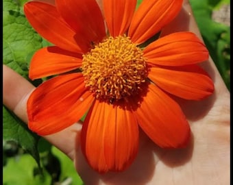 May include: A vibrant orange Mexican sunflower with a textured, yellow-orange center. The flower's petals are a bright, saturated orange. The text "Mexican Sunflower" is displayed at the bottom of the image.