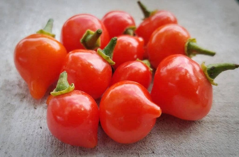 fresh sweety drop peppers fresh sweety drop peppers