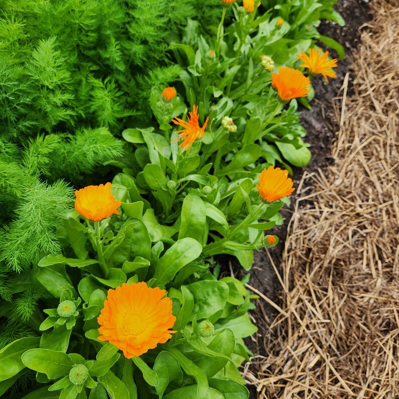 SeedTheStars Calendula Seeds - Thumbnail 5