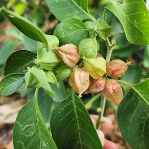 May include: Close-up of a green plant with several small, brown, and green seed pods. The pods are clustered together on a thin stem.