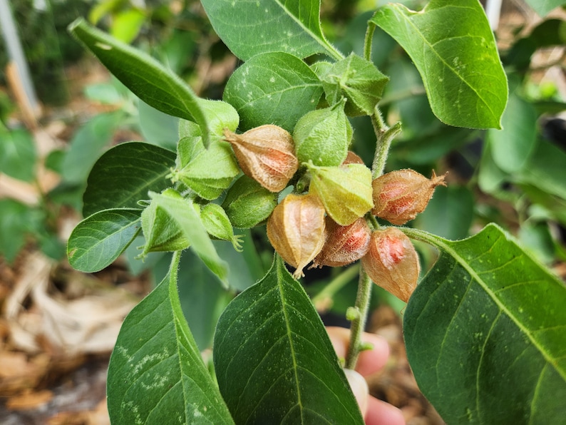 May include: Close-up of a green plant with several small, brown, and green seed pods. The pods are clustered together on a thin stem.