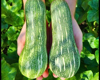 15 'Mini Paulista' Summer Squash Seeds, Zucchini Seeds, Heirloom Squash Seeds, Cucurbita moschata, Tropical Pumpkin Seeds, Florida Seeds