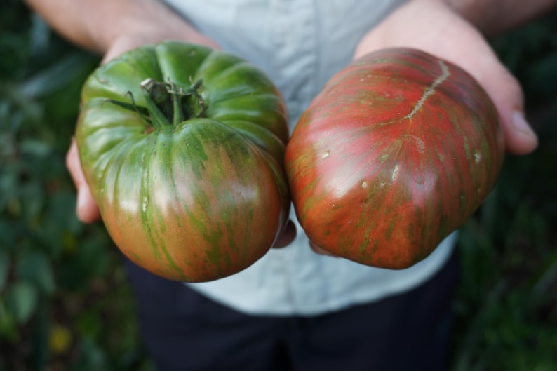 SeedTheStars Berkeley Tie-Dye Tomato Seeds - Thumbnail 4
