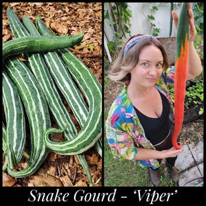 10 Snake Gourd Seeds, Serpent Cucumber Seeds, 'Viper' variety (green & white striped), Asian Vegetable Seeds, Seed The Stars, Florida Seeds