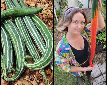 10 Snake Gourd Seeds, Serpent Cucumber Seeds, 'Viper' variety (green & white striped), Asian Vegetable Seeds, Seed The Stars, Florida Seeds