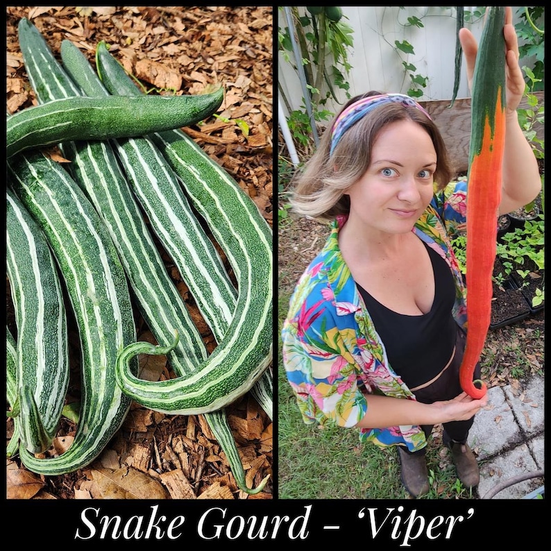 10 Snake Gourd Seeds, Serpent Cucumber Seeds, 'Viper' variety (green & white striped), Asian Vegetable Seeds, Seed The Stars, Florida Seeds image 1