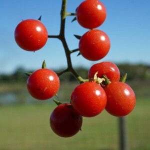 May include: A cluster of bright red cherry tomatoes hanging from a green vine against a blue sky background.