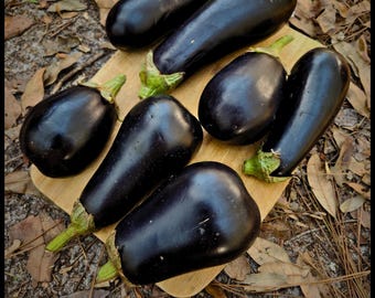20 'Florida Market Eggplant' Seeds, Florida Heirloom Eggplant Seeds,  Solanum melongena Seeds, Organic, Open Pollinated Seeds Seed The Stars
