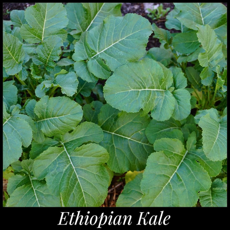 SeedTheStars Ethiopian Kale Seeds - Thumbnail 4
