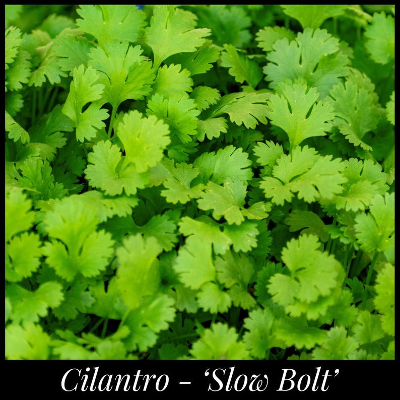 K&ouml;nnte beinhalten: Nahaufnahme einer &uuml;ppigen gr&uuml;nen Korianderpflanze mit dem sichtbaren Text "Cilantro - 'Slow Bolt'".