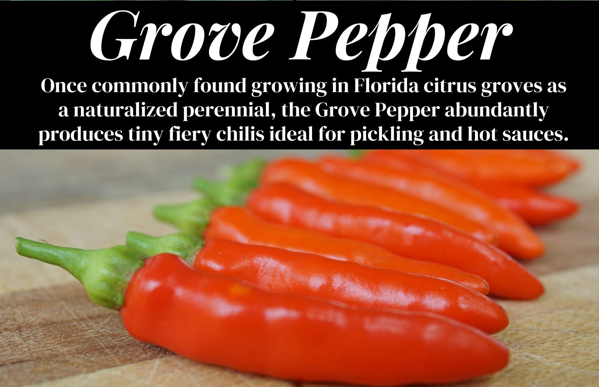 20 Florida Grove Pepper Seeds Bird Pepper Seeds Hot Etsy