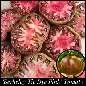May include: Close-up of several halved 'Berkeley Tie Dye Pink' tomatoes, showcasing their vibrant pink and red interior with dark seed pockets. The tomatoes have a unique, marbled appearance. A whole tomato is shown in a circular inset. The text reads: 'Berkeley Tie Dye Pink' Tomato.