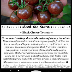 Pu&ograve; includere: Primo piano di un grappolo di pomodorini ciliegino rosso scuro che crescono su una vite. I pomodorini sono piccoli e rotondi, con una finitura lucida. Il testo "Seed the Stars" e "Black Cherry Tomato" &egrave; visibile nell'immagine.