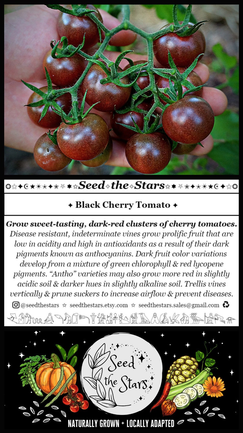 Pu&ograve; includere: Primo piano di un grappolo di pomodorini ciliegino rosso scuro che crescono su una vite. I pomodorini sono piccoli e rotondi, con una finitura lucida. Il testo "Seed the Stars" e "Black Cherry Tomato" &egrave; visibile nell'immagine.