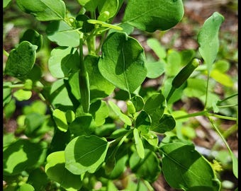 25 Pápalo Herb Seeds, Méxican Summer Cilantro Seeds, Mexican Herb Seeds, Seed The Stars, Florida Seeds, Organic Tropical Herb, Permacuture
