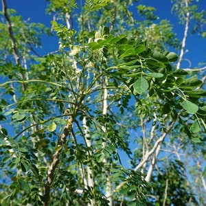 May include: A vibrant image of a moringa tree with lush green leaves and slender branches against a bright blue sky. The leaves are small and oval-shaped, creating a dense canopy. The tree's structure is visible, with white and brown bark.