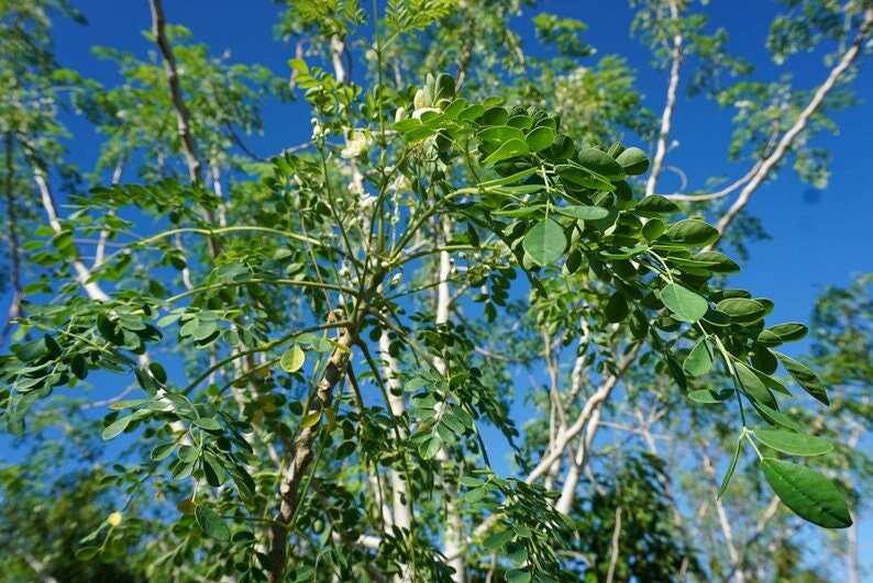 May include: A vibrant image of a moringa tree with lush green leaves and slender branches against a bright blue sky. The leaves are small and oval-shaped, creating a dense canopy. The tree's structure is visible, with white and brown bark.