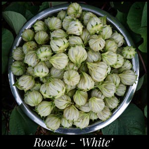 15 &#39;White&#39; Roselle Seeds, Florida Cranberry, Jamaican Sorrel Seeds, Hibiscus sabdariffa seeds Flor de Jamaica Caribbean Permaculture organic