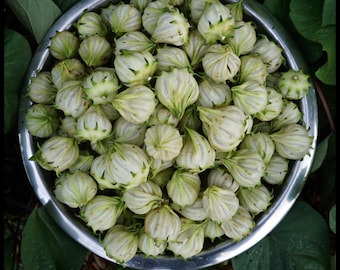15 'White' Roselle Seeds, Florida Cranberry, Jamaican Sorrel Seeds, Hibiscus sabdariffa seeds Flor de Jamaica Caribbean Permaculture organic