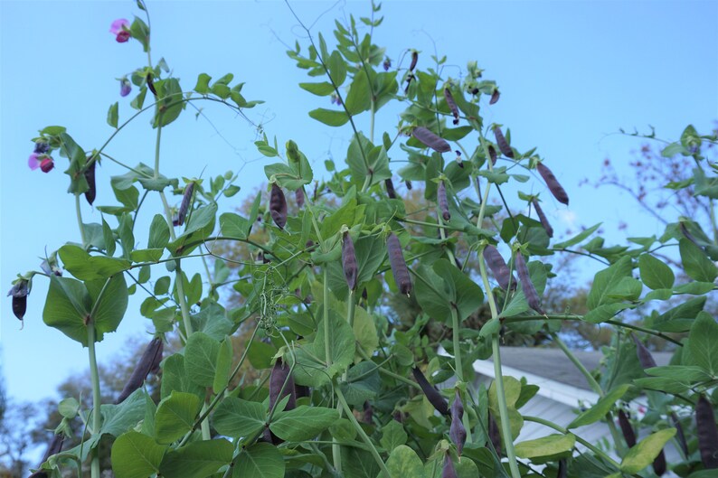 Pode incluir: Um close-up de uma planta de ervilha com vagens de ervilha roxas crescendo nela. A planta est&aacute; crescendo contra um fundo de c&eacute;u azul.