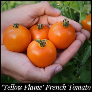 20 &#39;Jaune Flamme&#39; Hierloom Tomato Seeds, Yellow Flame Tomato Seeds, Solanum lycopersicum seeds, seed the stars, florida seeds Florida tomato