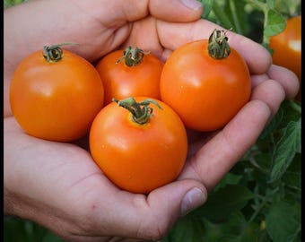 20 'Jaune Flamme' Hierloom Tomato Seeds, Yellow Flame Tomato Seeds, Solanum lycopersicum seeds, seed the stars, florida seeds Florida tomato