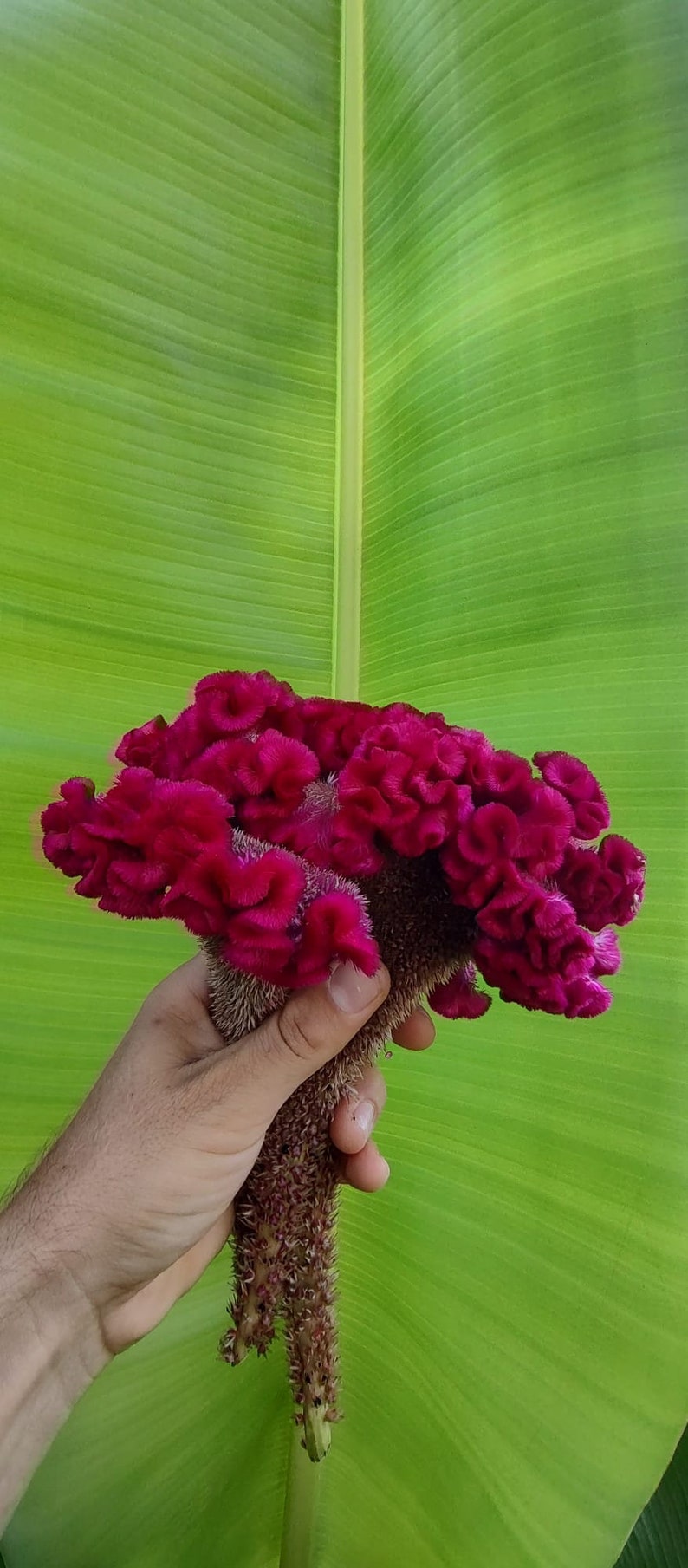 SeedTheStars Cockscomb Celosia Seeds - Thumbnail 2