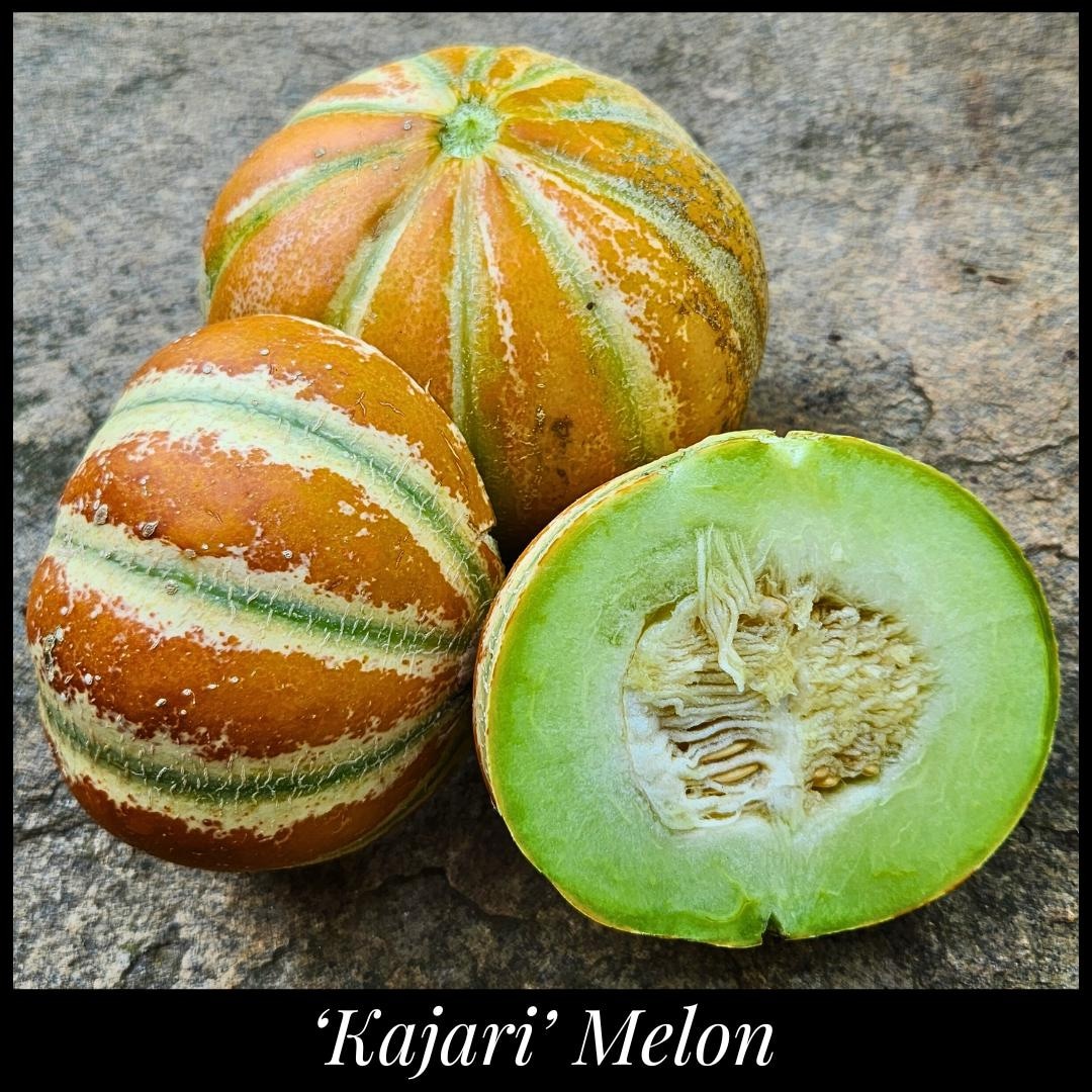 20 Kajari Melon Seeds – Rare Heirloom Indian Muskmelon – Sweet