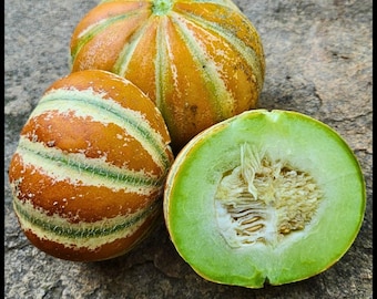 20 Kajari Melon Seeds – Rare Heirloom Indian Muskmelon – Sweet, Juicy, Striped Fruit Seeds – Organic Seeds , Non-GMO, Open-Pollinated Seeds