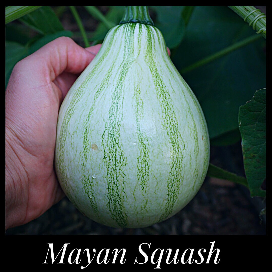 10 Mayan Squash Seeds, Tropical Pumpkin, Heat Tolerant Pumpkin Seeds