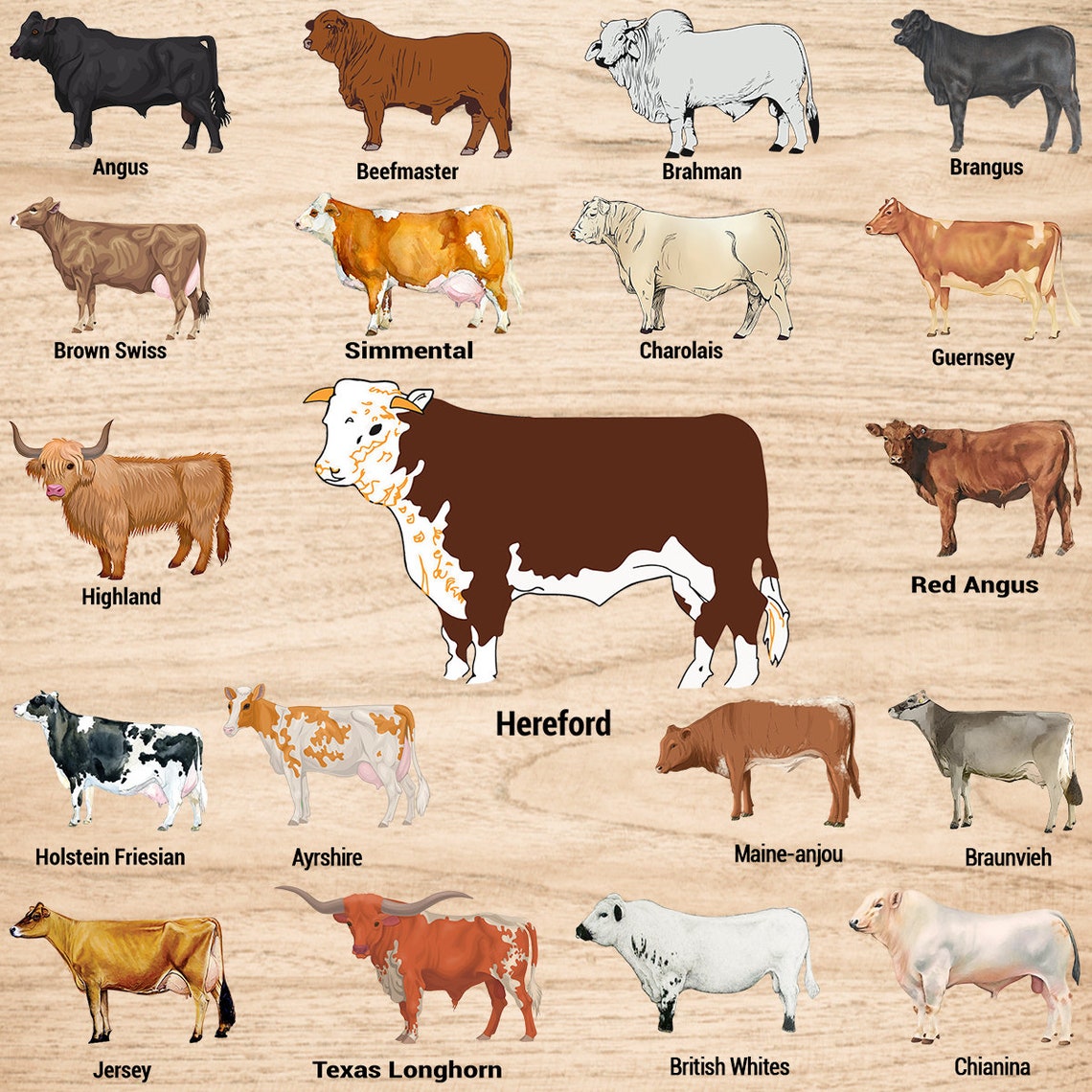 Beef Cattle Chart