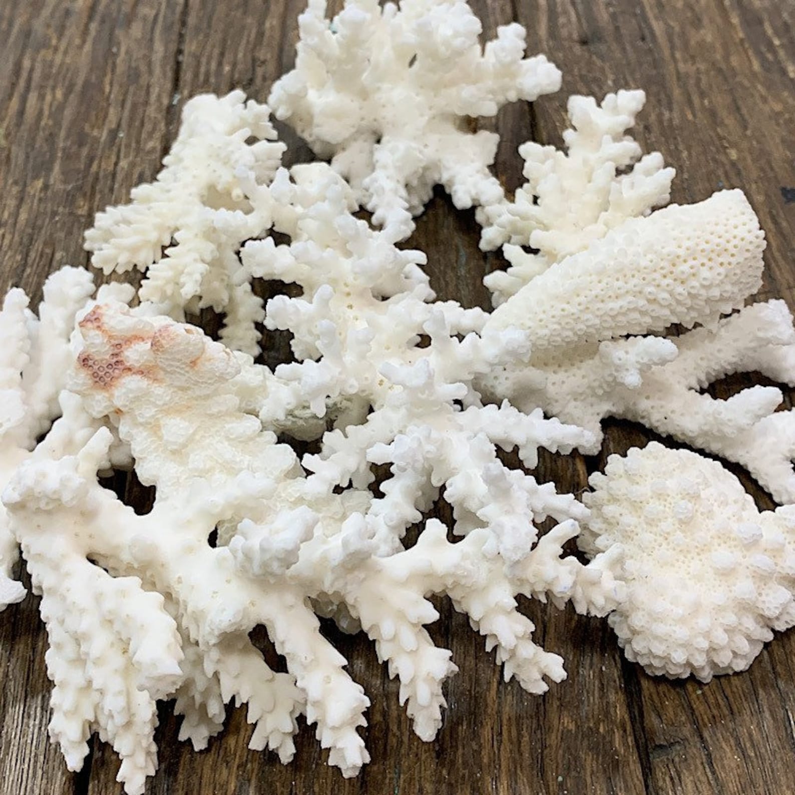 A mix of 200 gram white coral pieces from sustainable Etsy