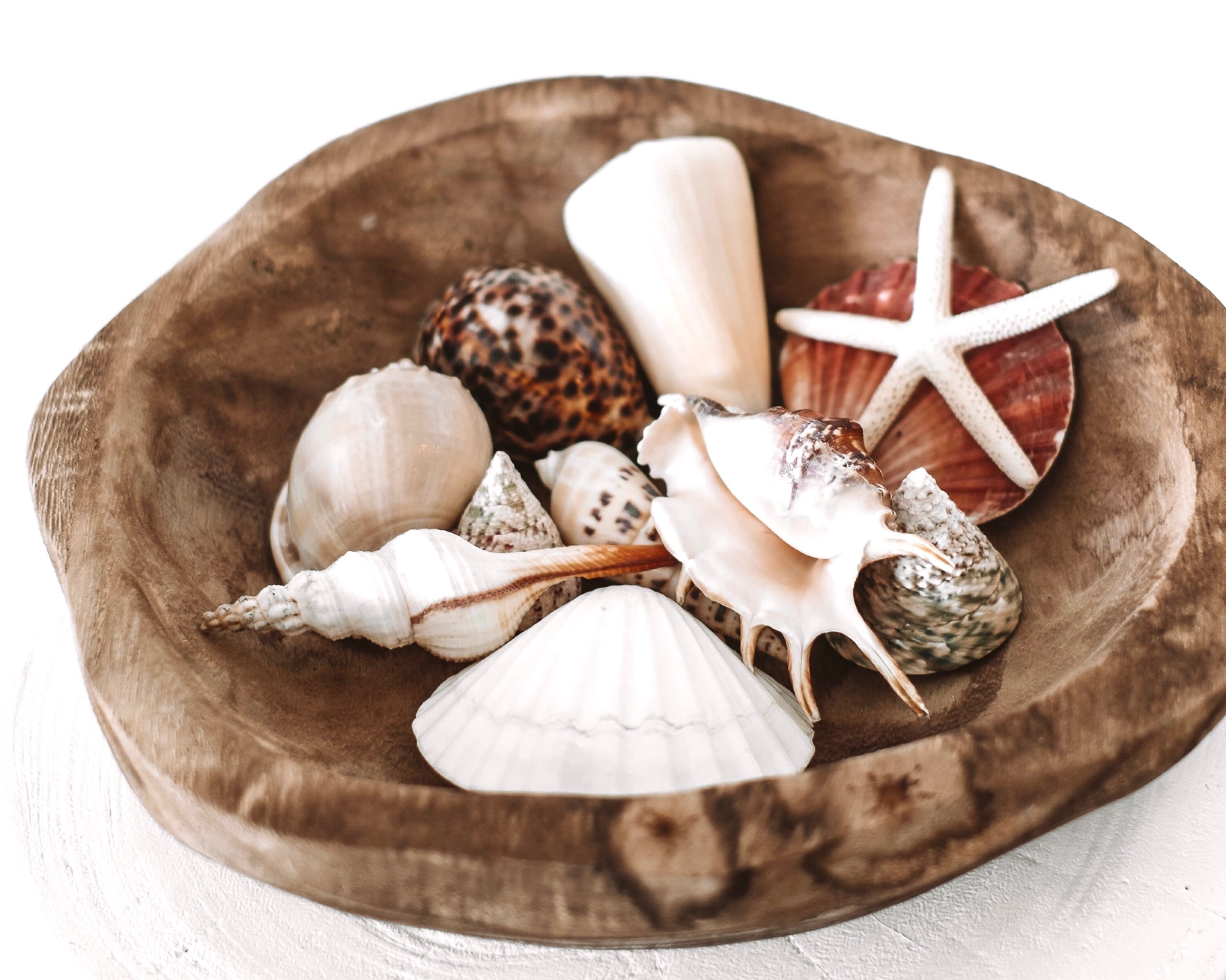 Australian Seashell Assortment With 10 Mixed Shells - Etsy Australia