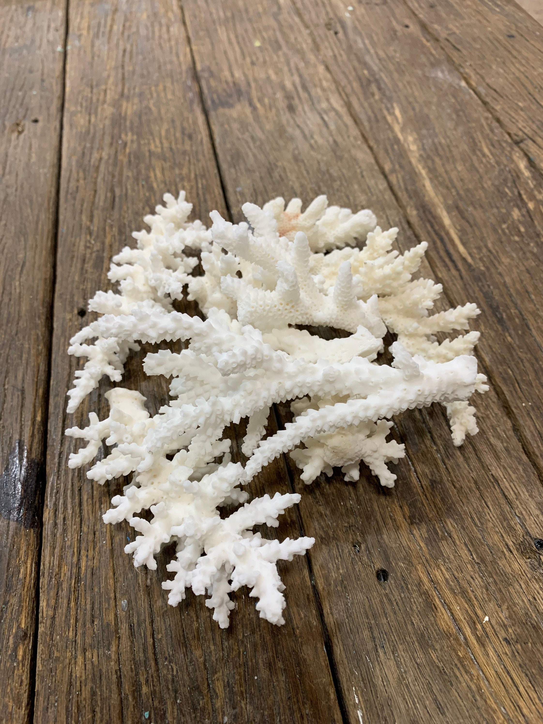 A mix of 200 gram white coral pieces from sustainable Etsy