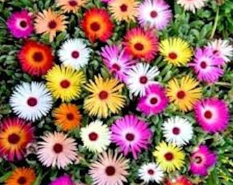 Mesembryanthemum Harlequin Mixed - Livingstone Daisy - Jumbo Garden Ready Plants