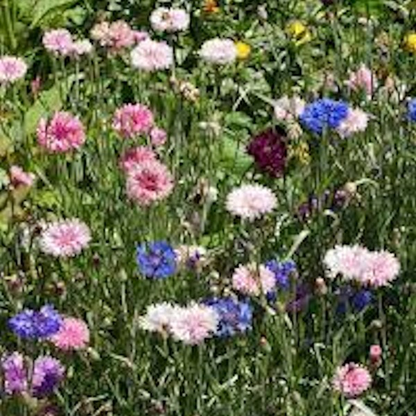 6 x Cornflower Plug Plants - Tall Variety Mixed Colours - Excellent Wildlife Plants