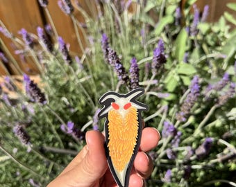 adesivo de nudibrânquio eólido de Olive