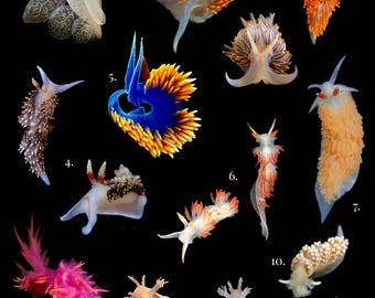 Cartão postal de nudibrânquio