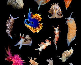 Pôster de Nudibrânquio: Impressão de Belas Artes