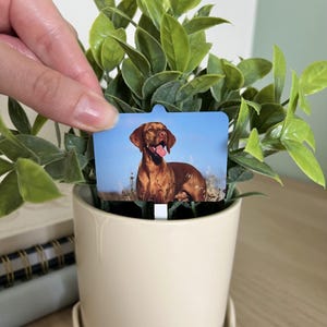 May include: A small, off-white ceramic pot with a green plant. A rectangular plant marker features a brown dog with its tongue out against a blue sky background. The plant is held by a person.